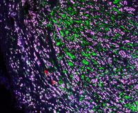 荧光单标放大试剂盒(cy5)
