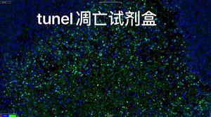 绿色荧光tunel试剂盒