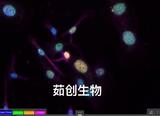 细胞爬片三色多重免疫荧光试剂盒（兔）