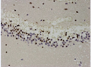 白光tunel试剂盒