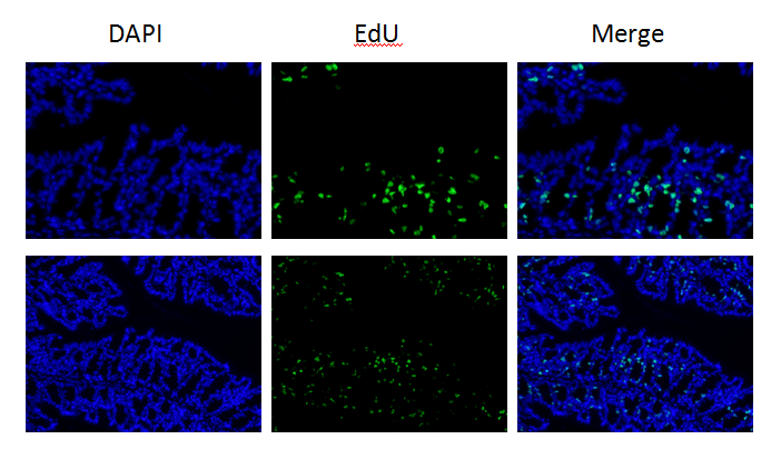 EdU细胞增殖检测试剂盒（488）